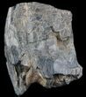 Pleistocene Aged Fossil Horse Tooth - Florida #50435-1